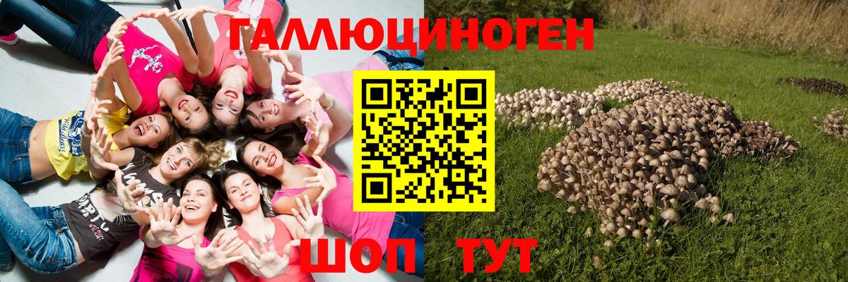 Галлюциногенные грибы Psilocybe Таганрог